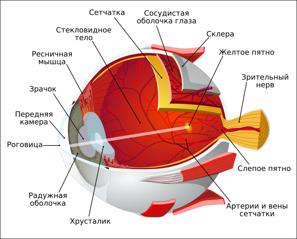 Анатомическое строение глаза человека с детализацией роговицы, хрусталика, сетчатки и зрительного нерва