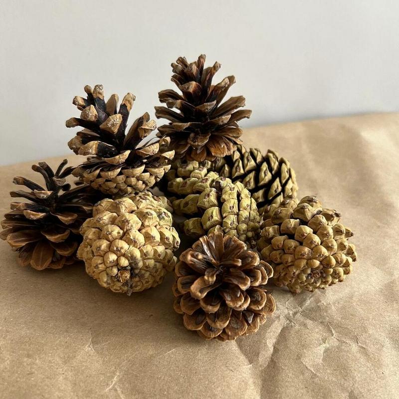 Натуральные сосновые шишки для создания экологичных новогодних украшений своими руками