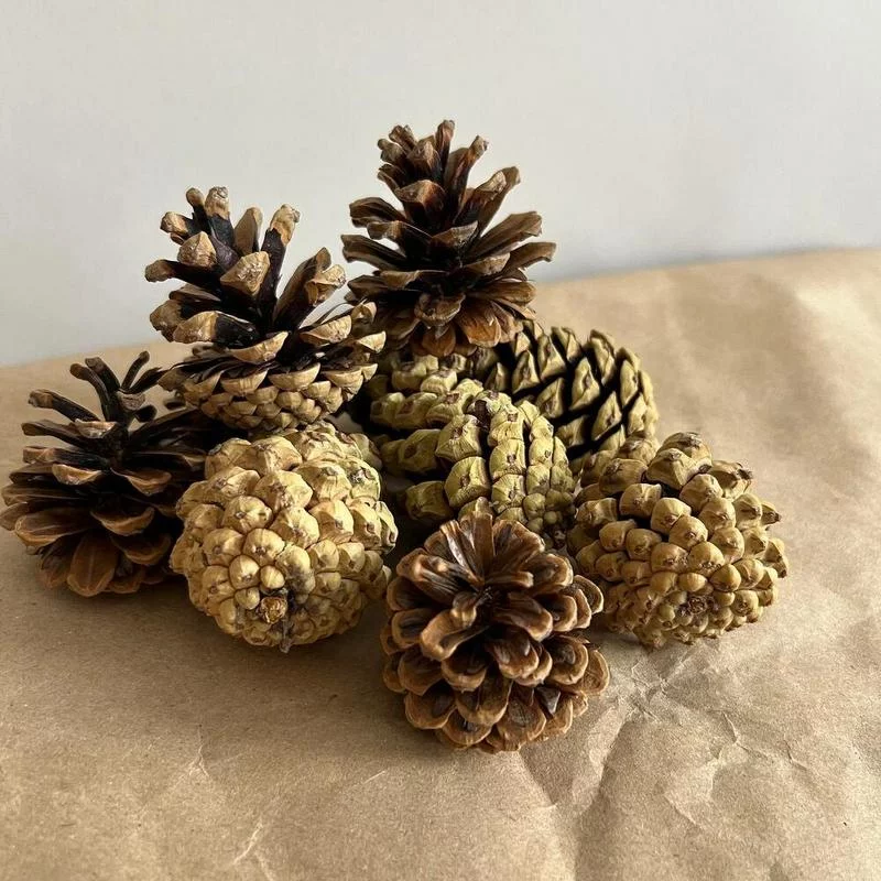 Экологичный декор из натуральных шишек Натуральные сосновые шишки для создания экологичных новогодних украшений своими руками