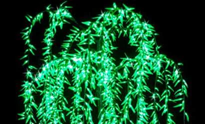 Деревья Ива