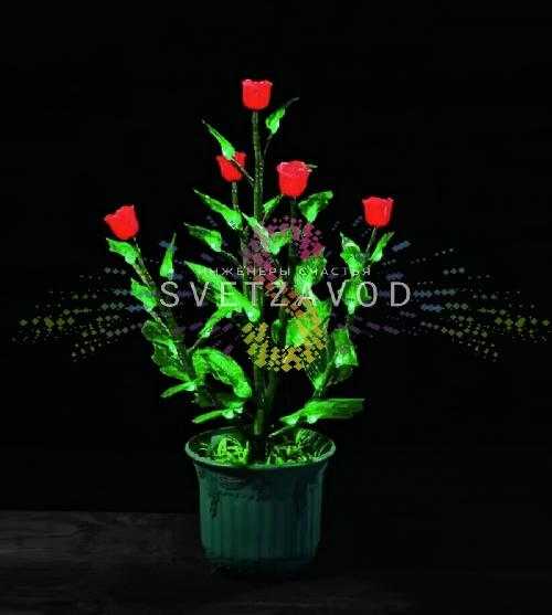 Куст розы в горшке, 0,6м